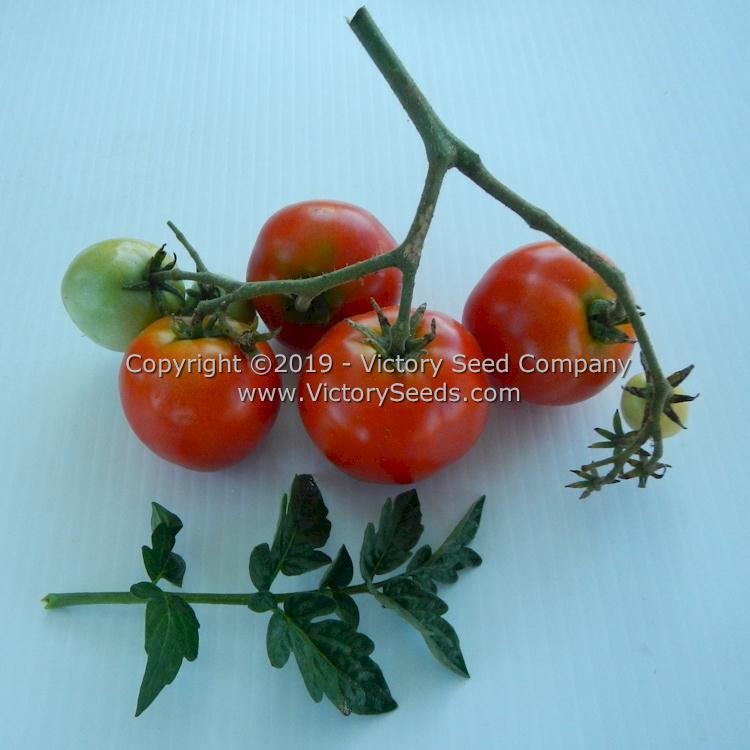 Puck Tomato