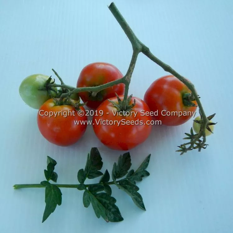 Puck Tomato
