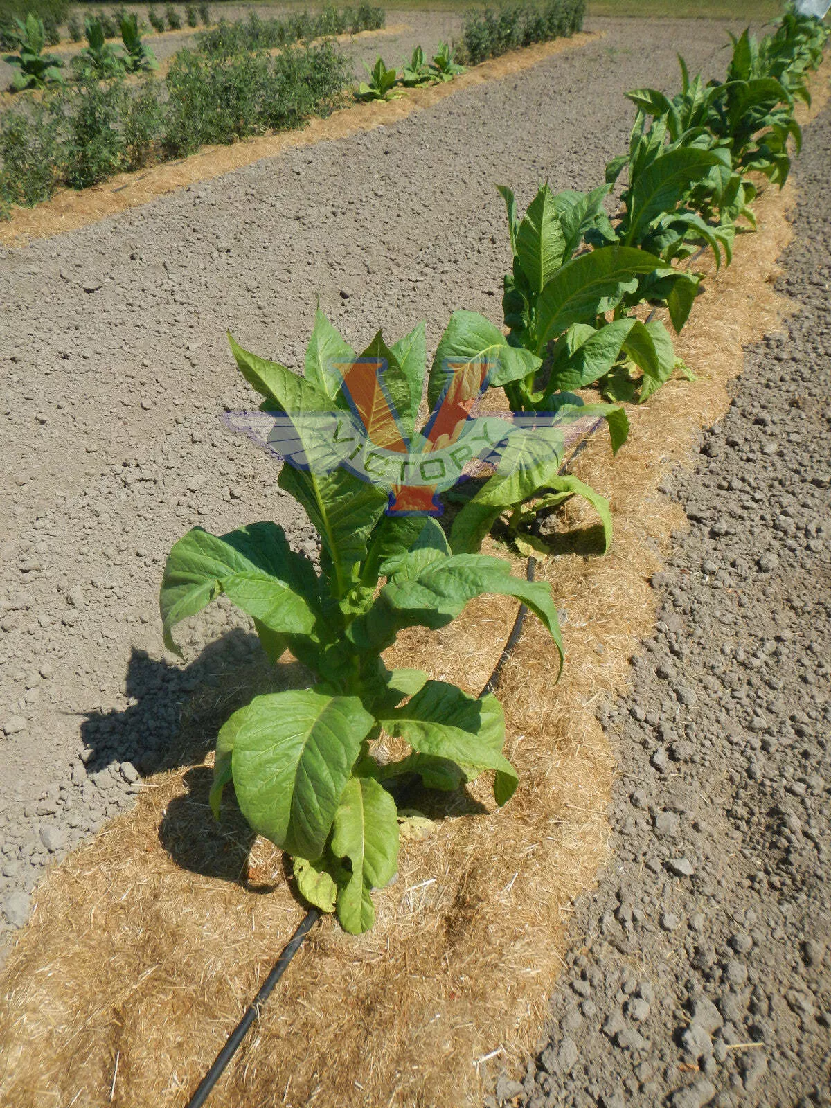 Virginia 12 Tobacco