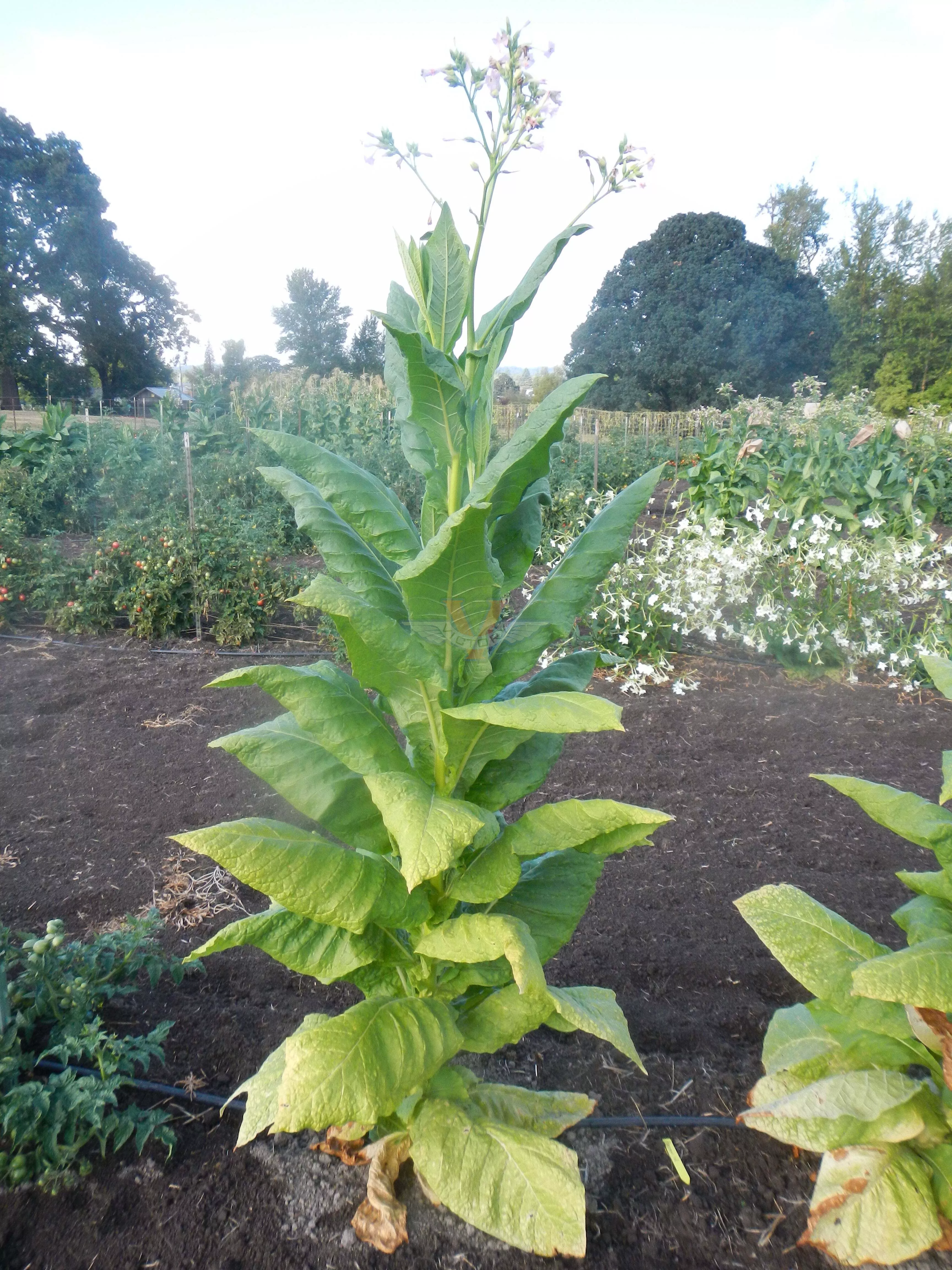 Harrow 12 Tobacco