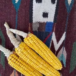 Homestead Hero Flour Corn
