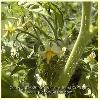 Livingston's Honor Bright Tomato