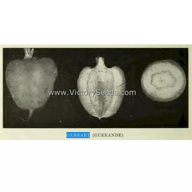 Oxheart Carrot