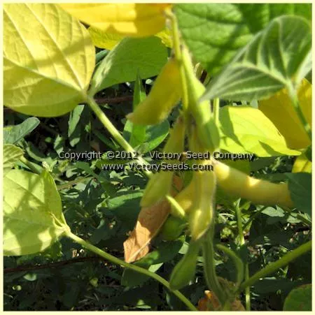 Gion Soybean