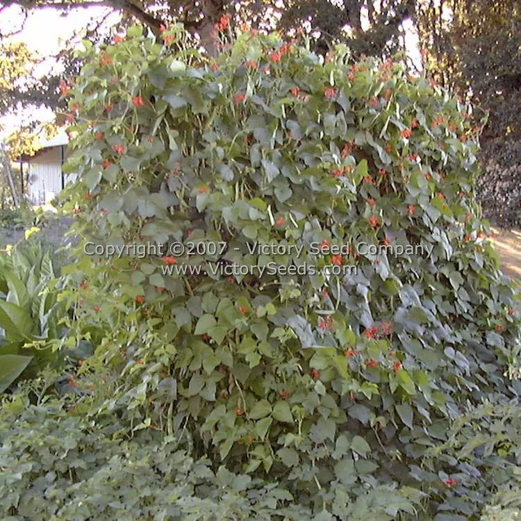 Scarlet Runner Bean