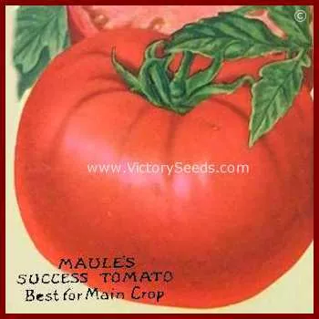 Maule's Success Tomato