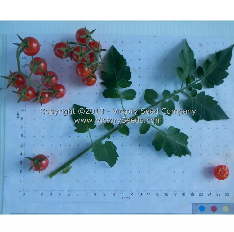 Red Currant Tomato
