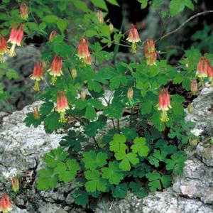 Eastern Columbine