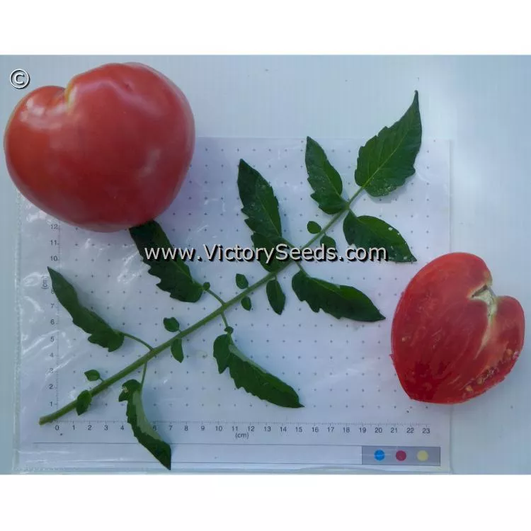 Fish Lake Oxheart Tomato