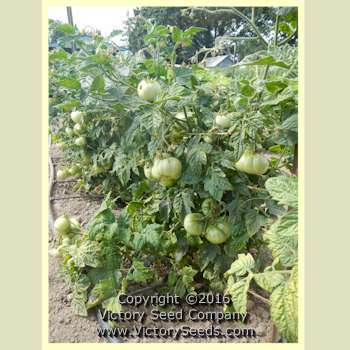 Tanunda Red Tomato
