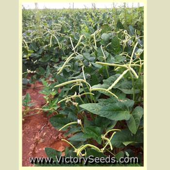 Texas Cream 12 Southern Pea