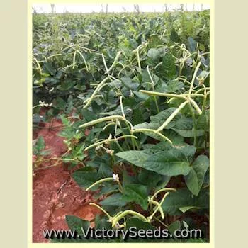 Texas Cream 12 Southern Pea