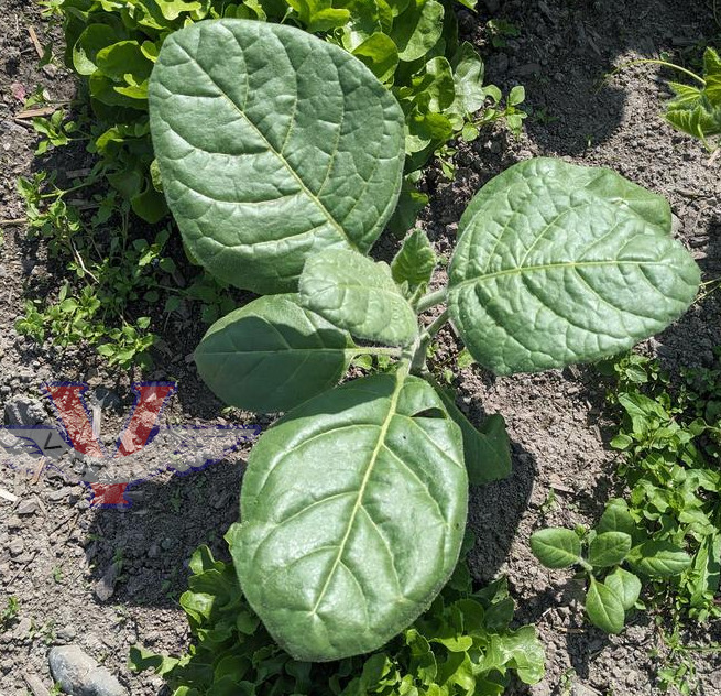Punche Tobacco
