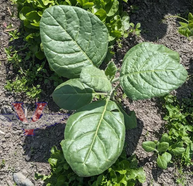 Punche Tobacco