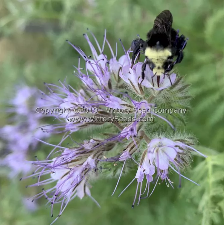 Lacy Phacelia