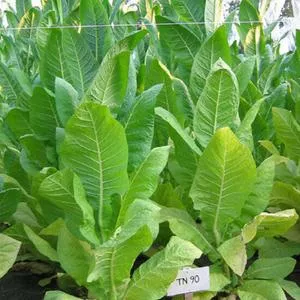 TN90 Burley Tobacco