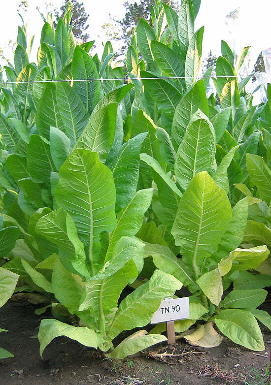 TN90 Burley Tobacco