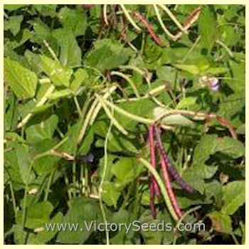 Mississippi Purple Southern Pea