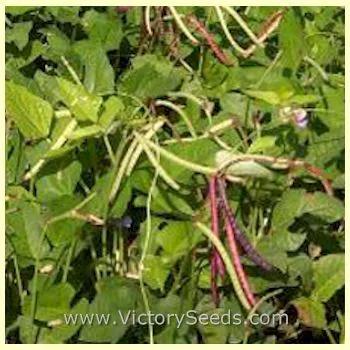 Mississippi Purple Southern Pea
