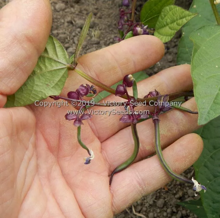 Purple Dove Bush Garden Bean
