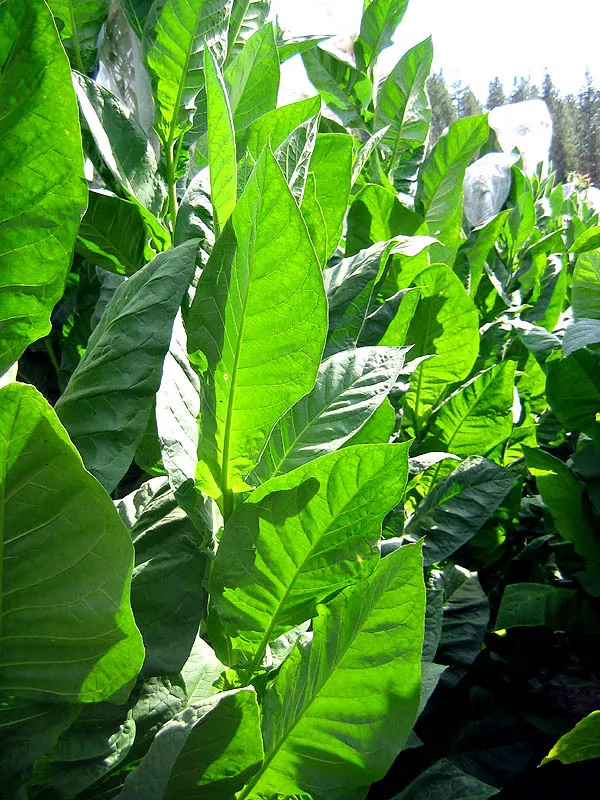 Corojo 99 Tobacco