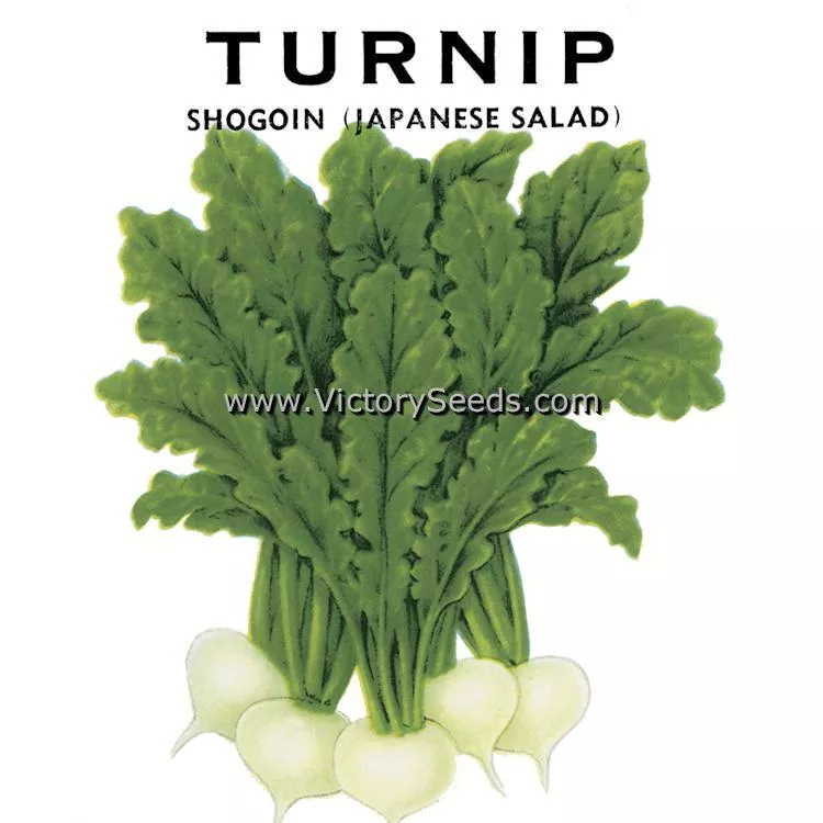 Shogoin (Japanese Foliage) Turnip