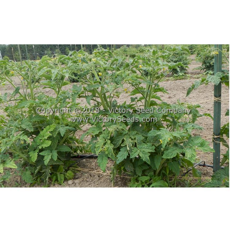 Dwarf Awesome Tomato