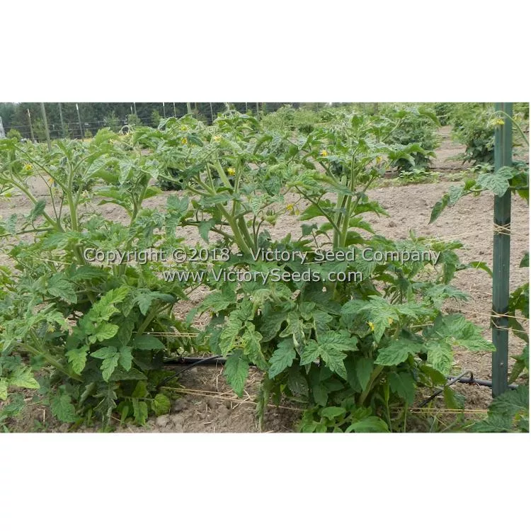 Dwarf Awesome Tomato