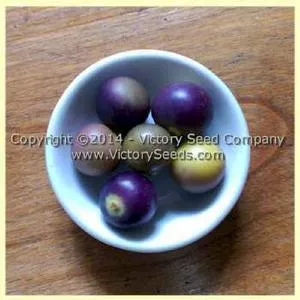 Mountain Pima Tomatillo