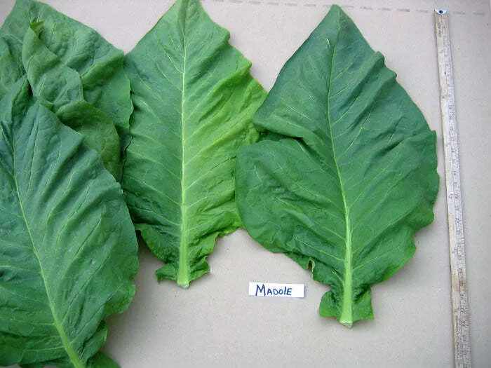Madole Tobacco