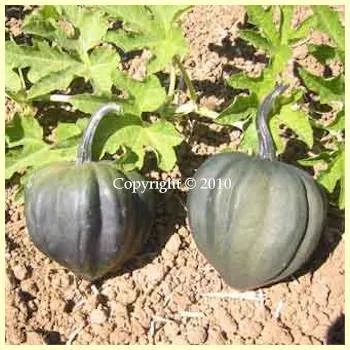 Table Queen Acorn Winter Squash