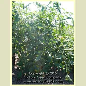 Traveler 76 Tomato