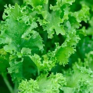 Mesclun Mix