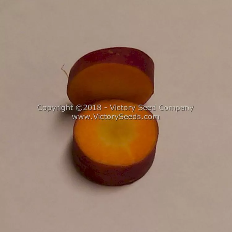 Cosmic Purple Carrot