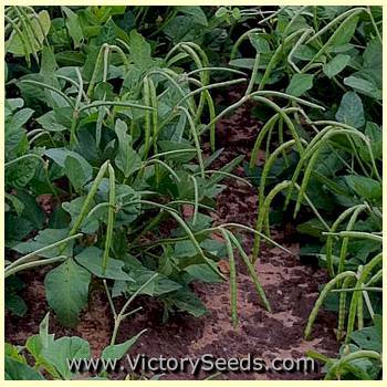 Cream 8 Southern Pea