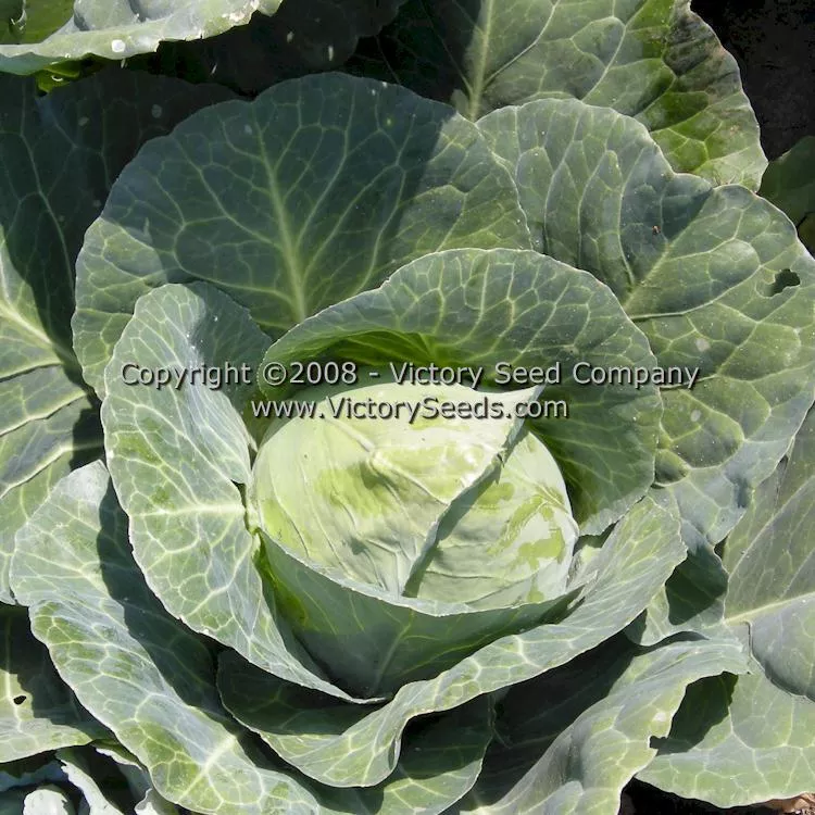 Brunswick Cabbage