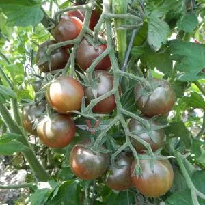 Black Cherry Tomato