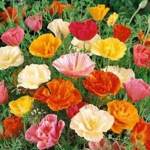 California Poppy, 'Mission Bells'