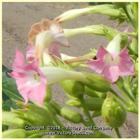 Gold Leaf Tobacco