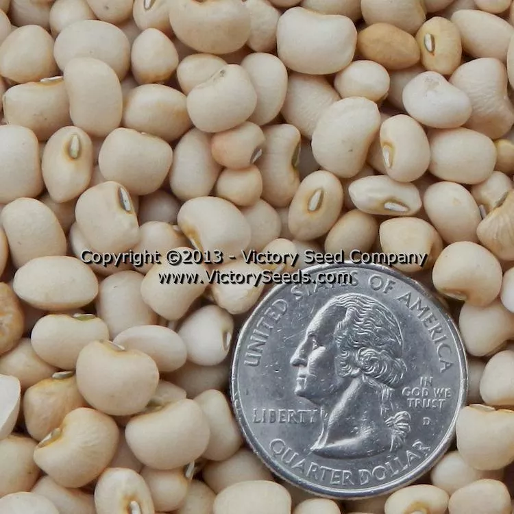 White Acre Southern Pea