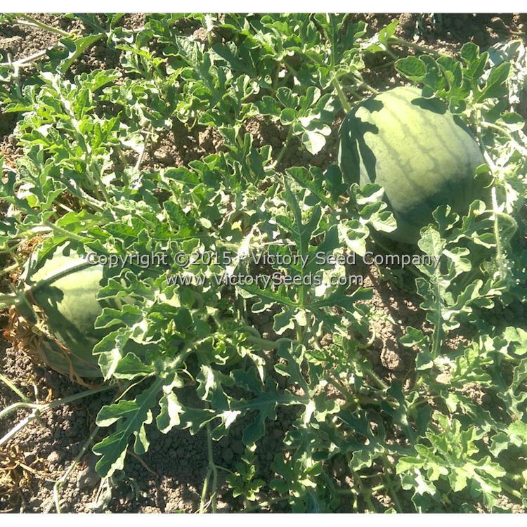 Mabry's Yellow Watermelon