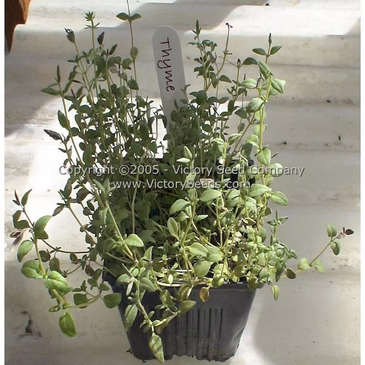 Garden Thyme