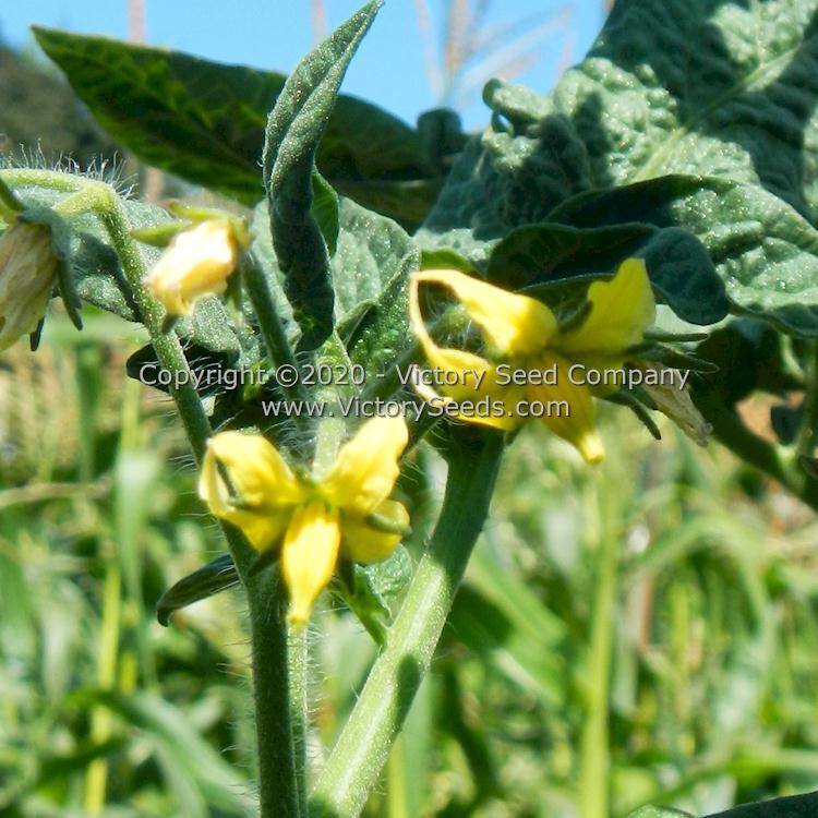 Dwarf Marong Moon Tomato