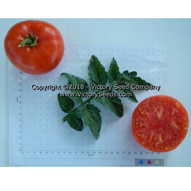 Dwarf Hannah's Prize Tomato