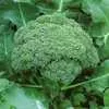 Green Sprouting Calabrese Broccoli