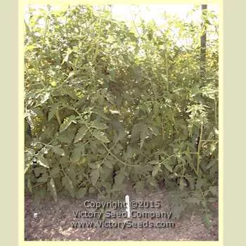 Livingston's Favorite Tomato