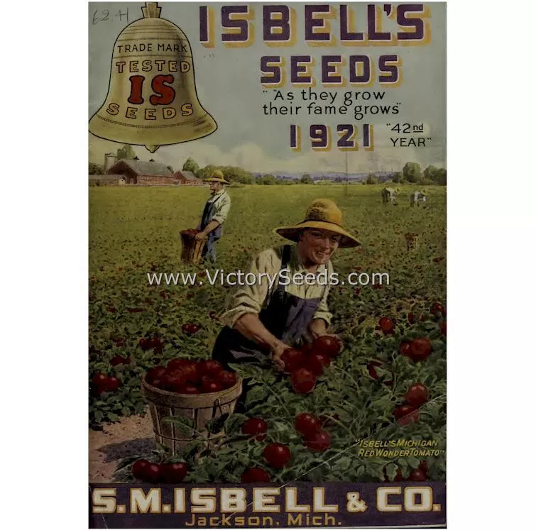 Michigan Red Wonder Tomato