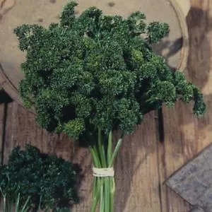 Moss Curled Parsley
