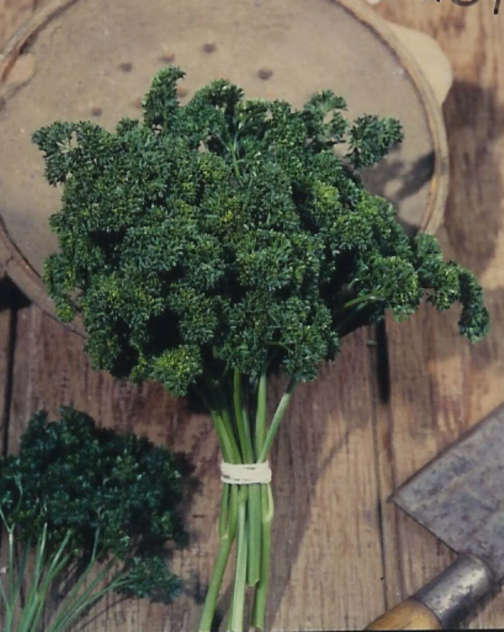 Moss Curled Parsley