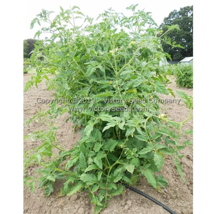 A. Z. Cutler Tomato
